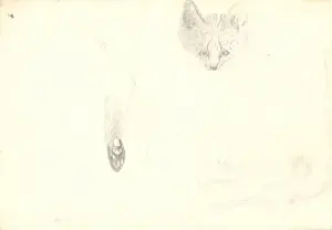 Leptailurus serval, serval