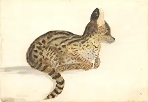 1754 1794 Prints: Leptailurus serval, serval