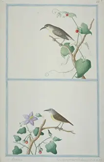 Loten Prints: Leptocoma zeylonica, purple-rumped sunbird