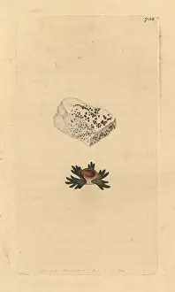 Leptogium biatorinum