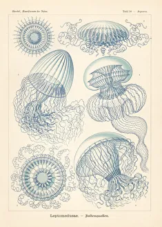 Glitsch Gallery: Leptomedusae jellyfish