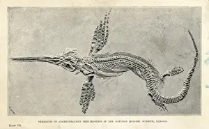 Extinctmonstersandcreaturesofotherdays Prints: Leptonectes tenuirostris skeleton