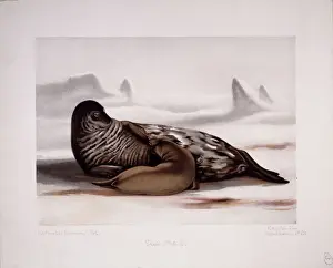 Arctoidea Prints: Leptonychotes weddellii, Weddell seal