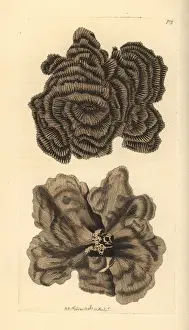Richardpolydorenodder Prints: Leptoseris nobilis coral