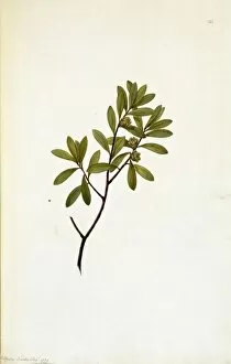Ericales Collection: Leptospermum fabricia, tea-tree