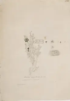 Myrtales Prints: Leptospermum scoparium, New Zealand tea tree