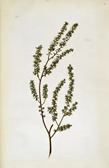 Malvidae Prints: Leptospermum scoparium, tea tree