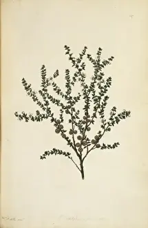 Myrtales Prints: Leptospermum squarrosum, pink tea tree