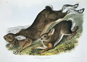 Lagomorph Prints: Lepus americanus, snowshoe hare