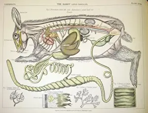 Theria Prints: Lepus Cuniculus, Rabbit