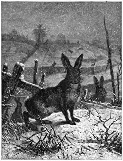 Hare Gallery: HARE