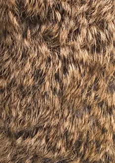 Lepus europaeus, European brown hare
