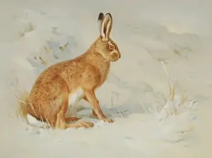 Lagomorph Prints: Lepus europaeus, European brown hare