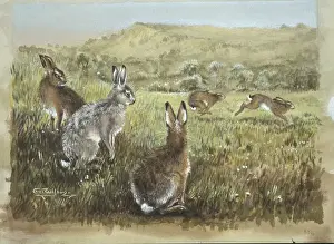 Lepus europaeus, European brown hare