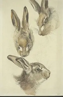 Lepus europaeus, European brown hare