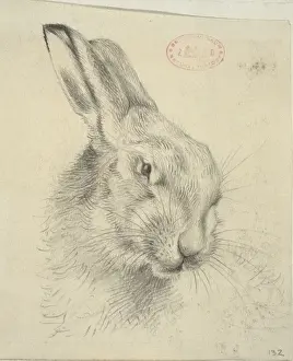 Lepus europaeus, European brown hare