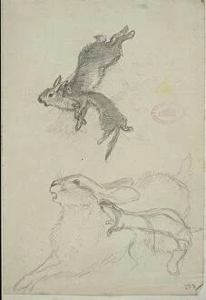 Lepus europaeus, European brown hare and Mustela nivalis, le