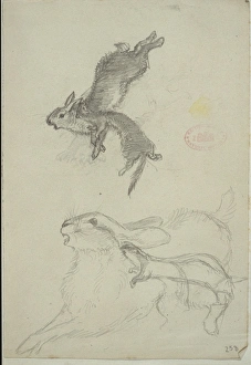 Lepus europaeus, European brown hare and Mustela nivalis, le Lepus europaeus, European brown hare and Mustela nivalis, le