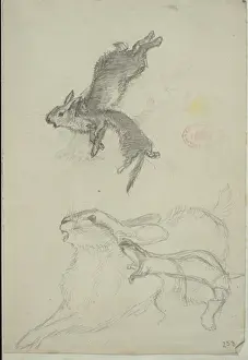 Lagomorph Prints: Lepus europaeus, European brown hare and Mustela nivalis, le