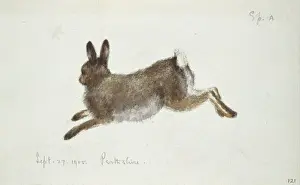 Lepus timidus, Arctic hare
