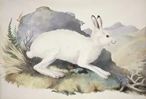 Lepus timidus, Arctic hare