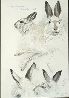 Lepus timidus, Arctic hare