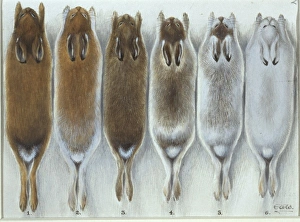 Lepus timidus hibernicus and Lepus timidus scoticus Lepus timidus hibernicus and Lepus timidus scoticus