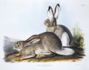 Lagomorph Prints: Lepus townsendii, white-tailed jack rabbit
