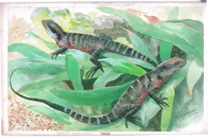 Lizards Prints: Leseur's Water Lizards at London Zoo