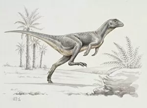 Bipedal Collection: Lesothosaurus
