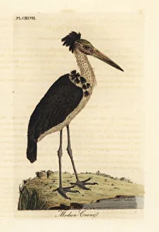 Adjutant Gallery: Lesser adjutant, Leptoptilos javanicus. Vulnerable