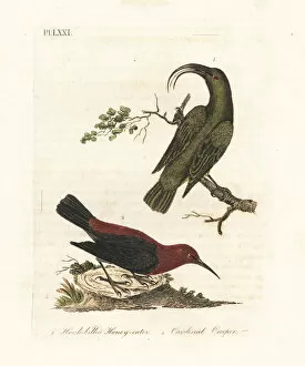 Latham Collection: Lesser akialoa (extinct) and cardinal