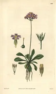 Lesser American bird s-eye or Mistassini primrose