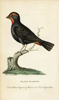 Naturalistspocketmagazine Prints: Lesser Antillean bullfinch, Loxigilla noctis