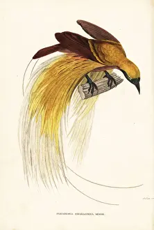 Lesser Prints: Lesser bird-of-paradise, Paradisaea minor