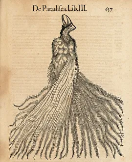 Malay Prints: Lesser bird-of-paradise, Paradisaea minor