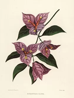 Lesser bougainvillea or paperflower, Bougainvillea glabra