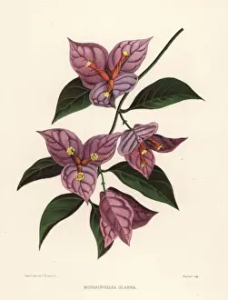 Lesser Prints: Lesser bougainvillea or paperflower, Bougainvillea glabra