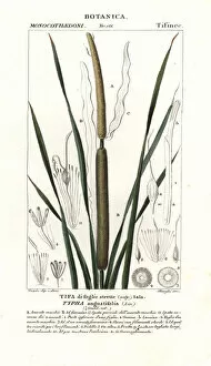 Linden Collection: Lesser bulrush, Typha angustifolia