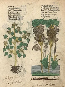 Aquaticus Gallery: Lesser burdock, Arctium minus, and water chestnut