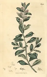 Lesser Prints: Lesser bush sweet pea, Podalyria sericea