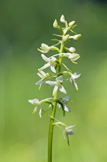 Images Dated 14th June 2010: Lesser Butterfly-Orchid - flowering wild plant
