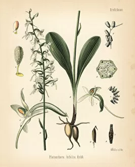 Lesser butterfly-orchid, Platanthera bifolia