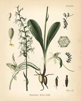 Adolph Prints: Lesser butterfly-orchid, Platanthera bifolia