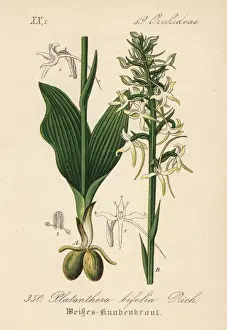 Lesser butterfly-orchid, Platanthera bifolia