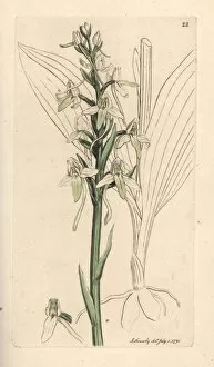 Orchis Gallery: Lesser butterfly orchis, Platanthera bifolia