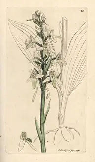 Lesser Prints: Lesser butterfly orchis, Platanthera bifolia
