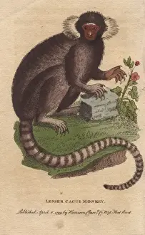 Callithrix Prints: Lesser cagui monkey, sagui or marmoset, Callithrix jacchus