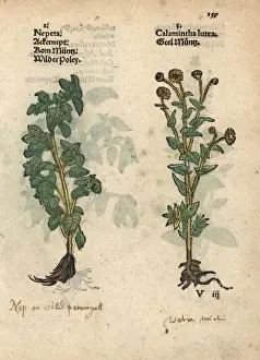 Lesser Prints: Lesser calamint, Calamintha nepeta, and yellow