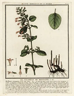 Mint Prints: Lesser calamint, Clinopodium nepeta